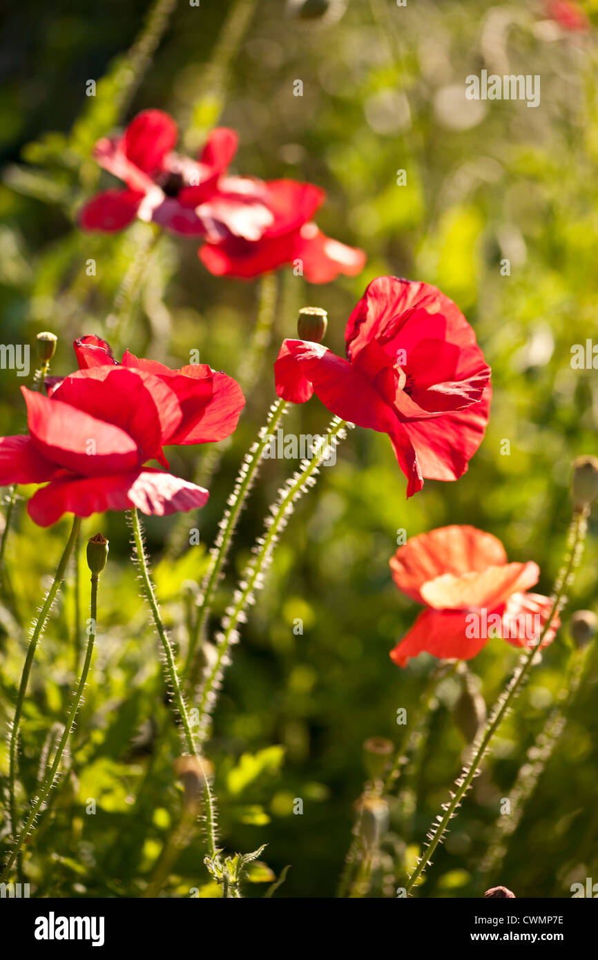 Amapolas rojas creciendo en el soleado jardín Foto de stock