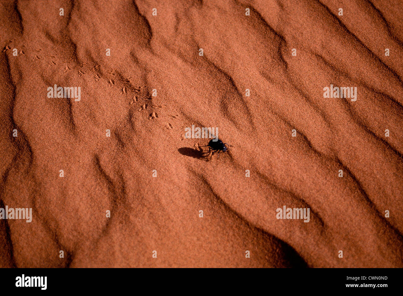 Escarabajo negro corriendo en el desierto de Sahara, Erg Chebbi :, Marruecos Foto de stock
