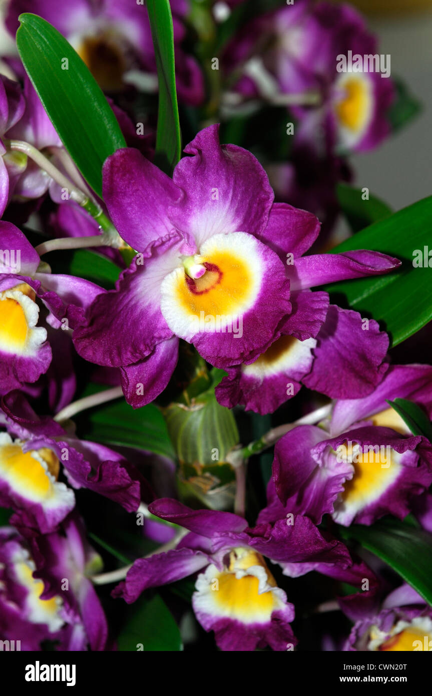 Dendrobium nobile Púrpura Blanco Amarillo híbridos de orquídeas tropicales  cerca exótica flora bloom de flor en flor de color de Color de licitación  Fotografía de stock - Alamy