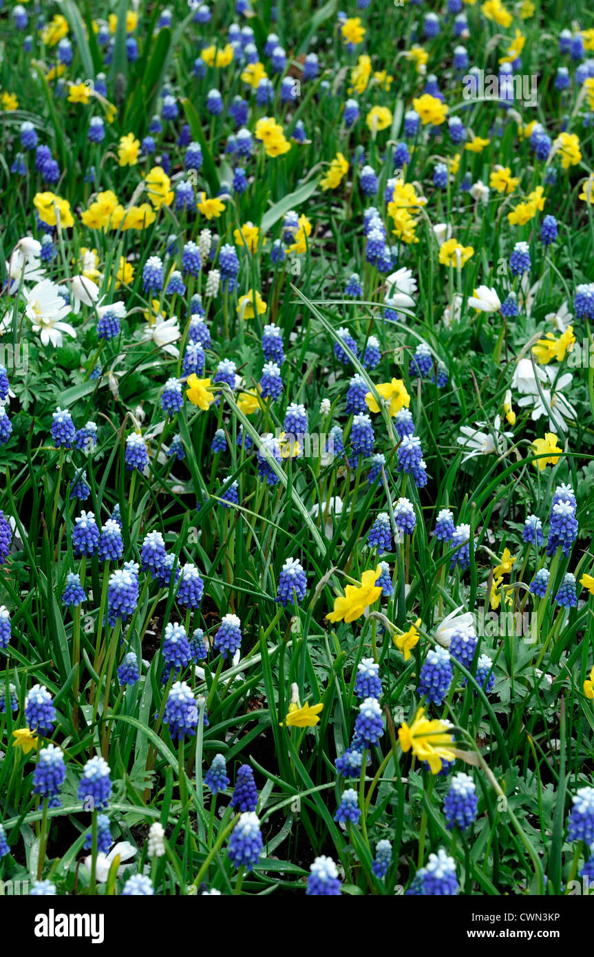 Triteleia hyacinthina Muscari Monte Hood narcissus Anemone blanda sundial esplendor blanco lecho mixto frontera bulbos de primavera florecen Foto de stock