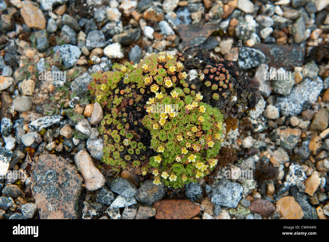 Las flores de la tundra, Torrellneset, Spitsbergen, Svalbard, Arctic Foto de stock