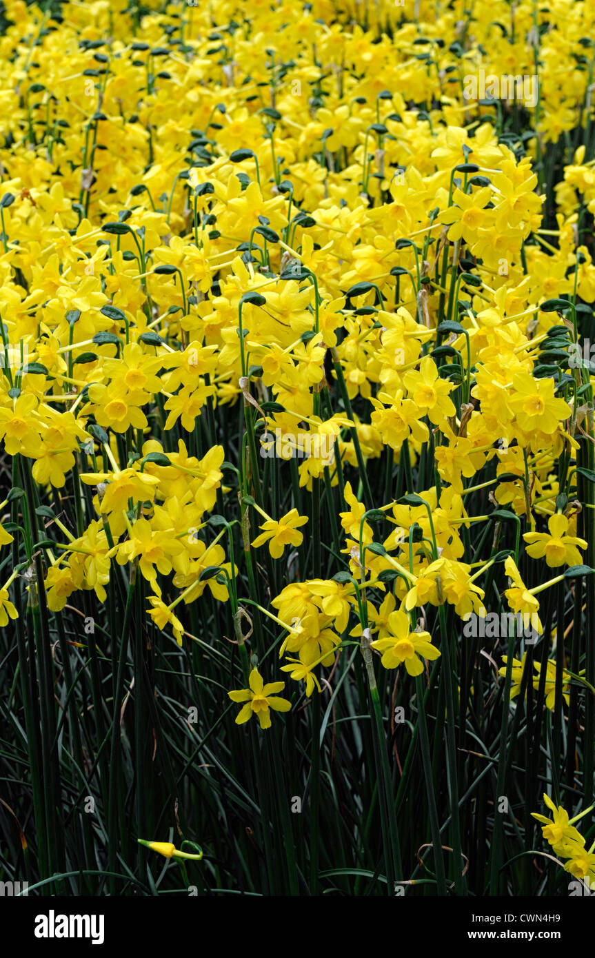 Narciso narciso amarillos centelleantes flores primavera cama deriva closeup retratos de plantas floración bloom blossom Foto de stock
