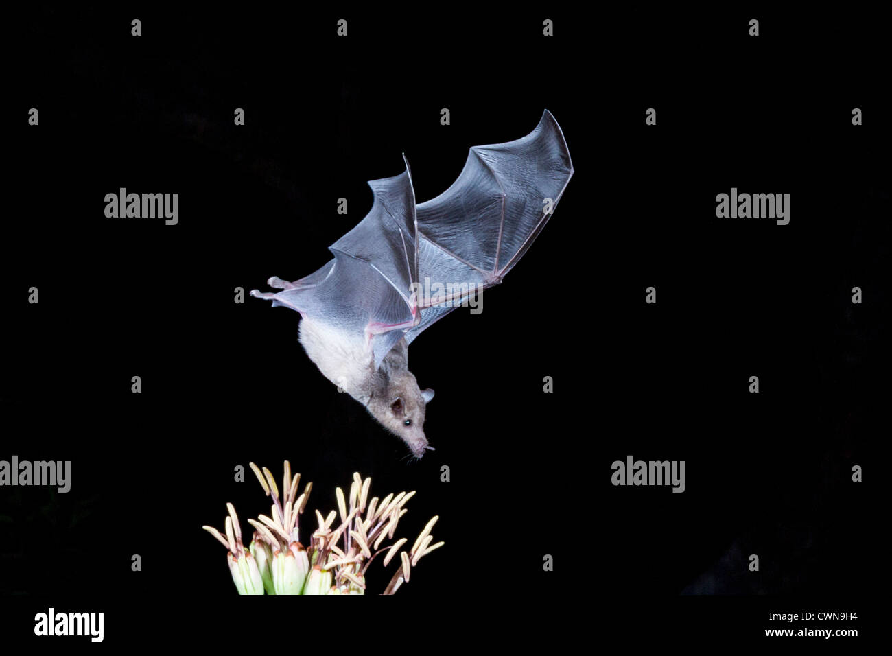 Murciélago de la alimentación del néctar, el murciélago de nariz larga en peligro de extinción, Leptonycteris yerbabuenae, alimentándose en néctar por la noche, en Arizona. Foto de stock