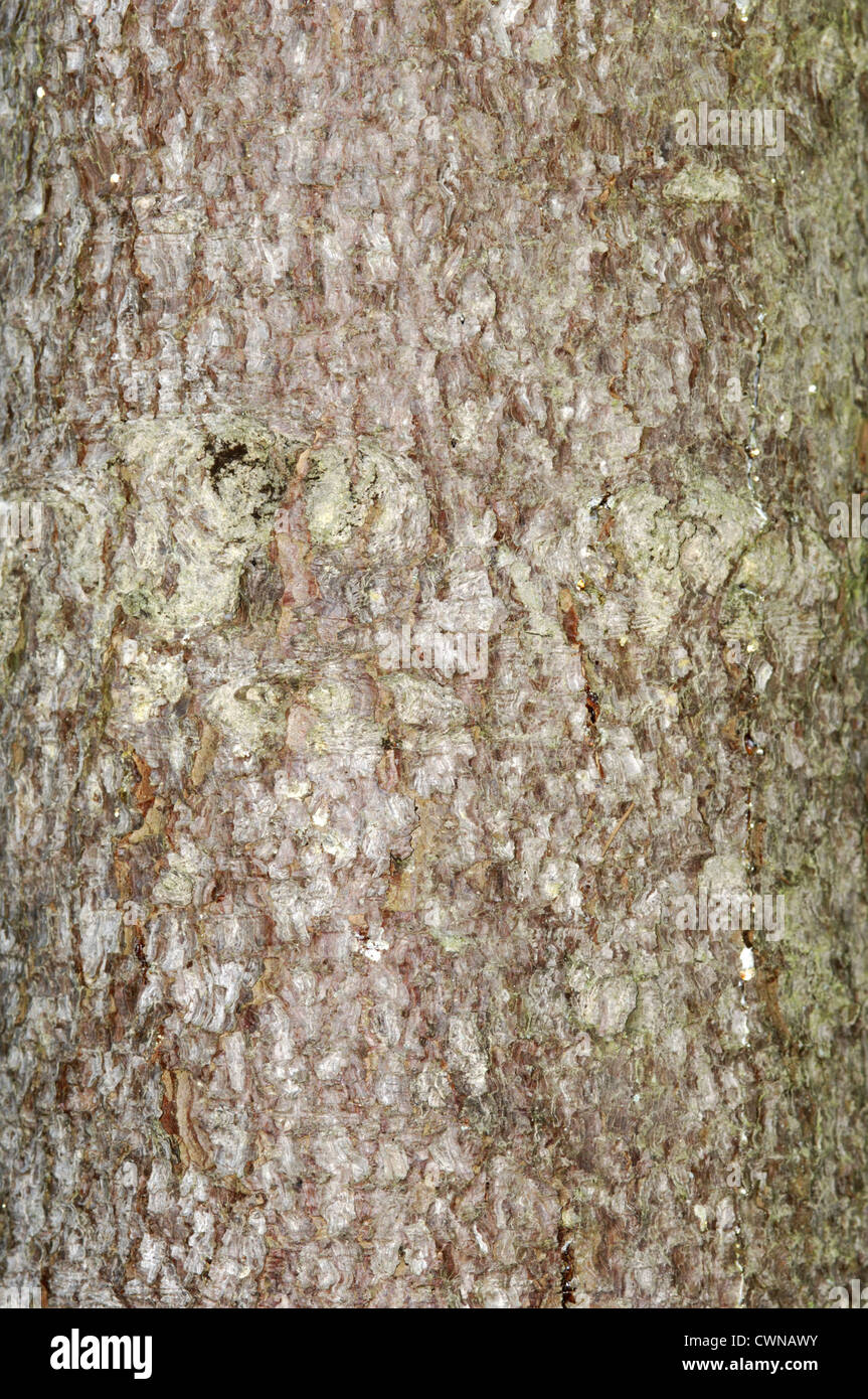 Black Spruce Picea mariana (Pinaceae) Foto de stock