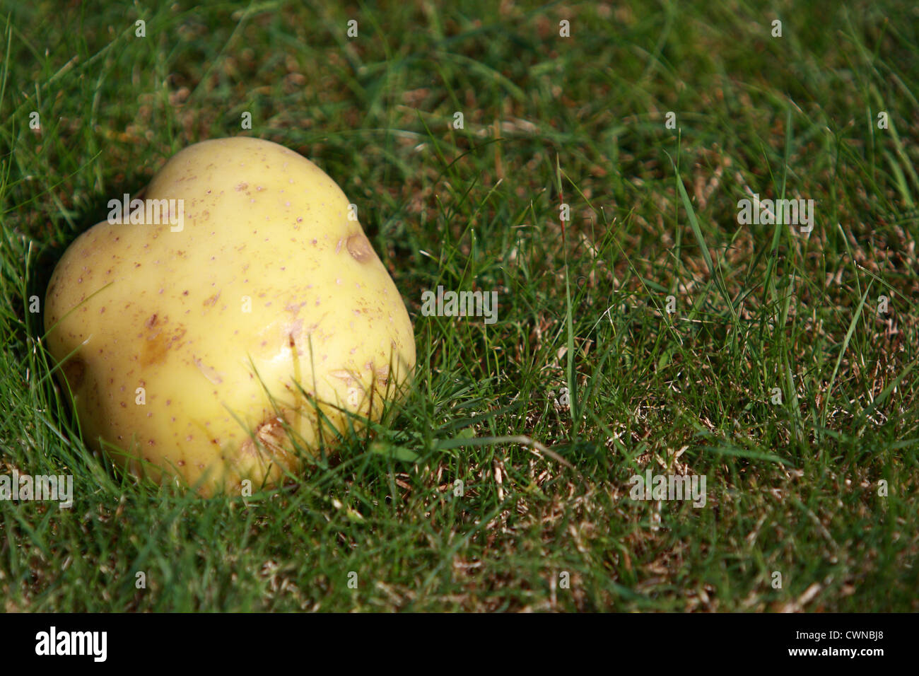 Una patata sobre el césped Foto de stock