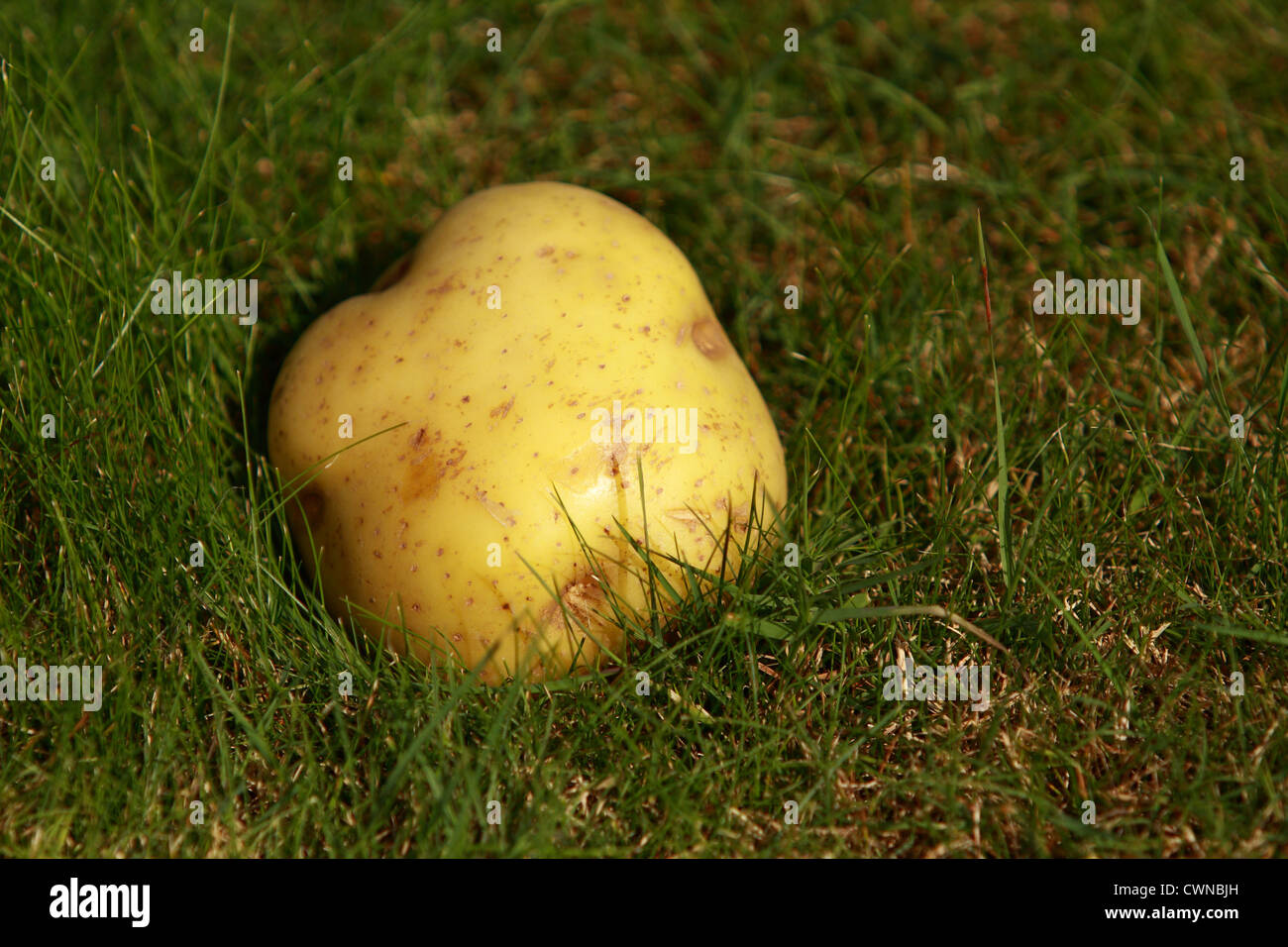Una patata sobre el césped Foto de stock
