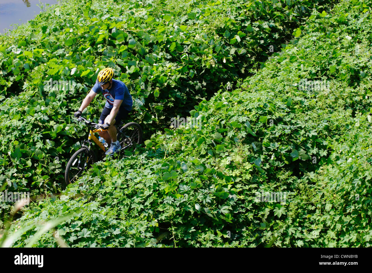 Hombre en bicicleta de montaña a través de un campo de Kudzu y la hiedra Foto de stock