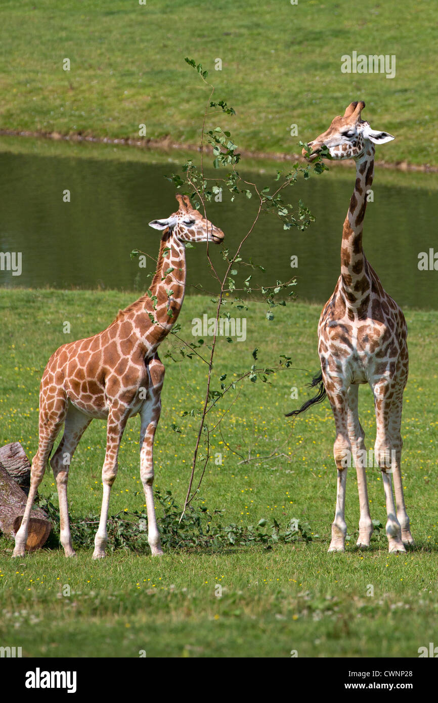 Dos jóvenes jirafas Foto de stock
