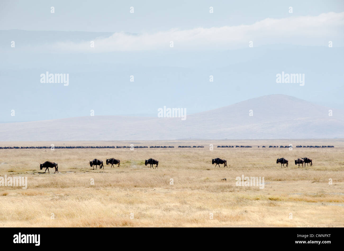 Área de conservación Ngorongoro, Tanzania - un puñado de ñus andando en primer plano con una manada mucho más grande en el centro del bastidor en el fondo en el Cráter del Ngorongoro, parte del circuito del norte de Tanzania de parques nacionales y reservas naturales. Foto de stock
