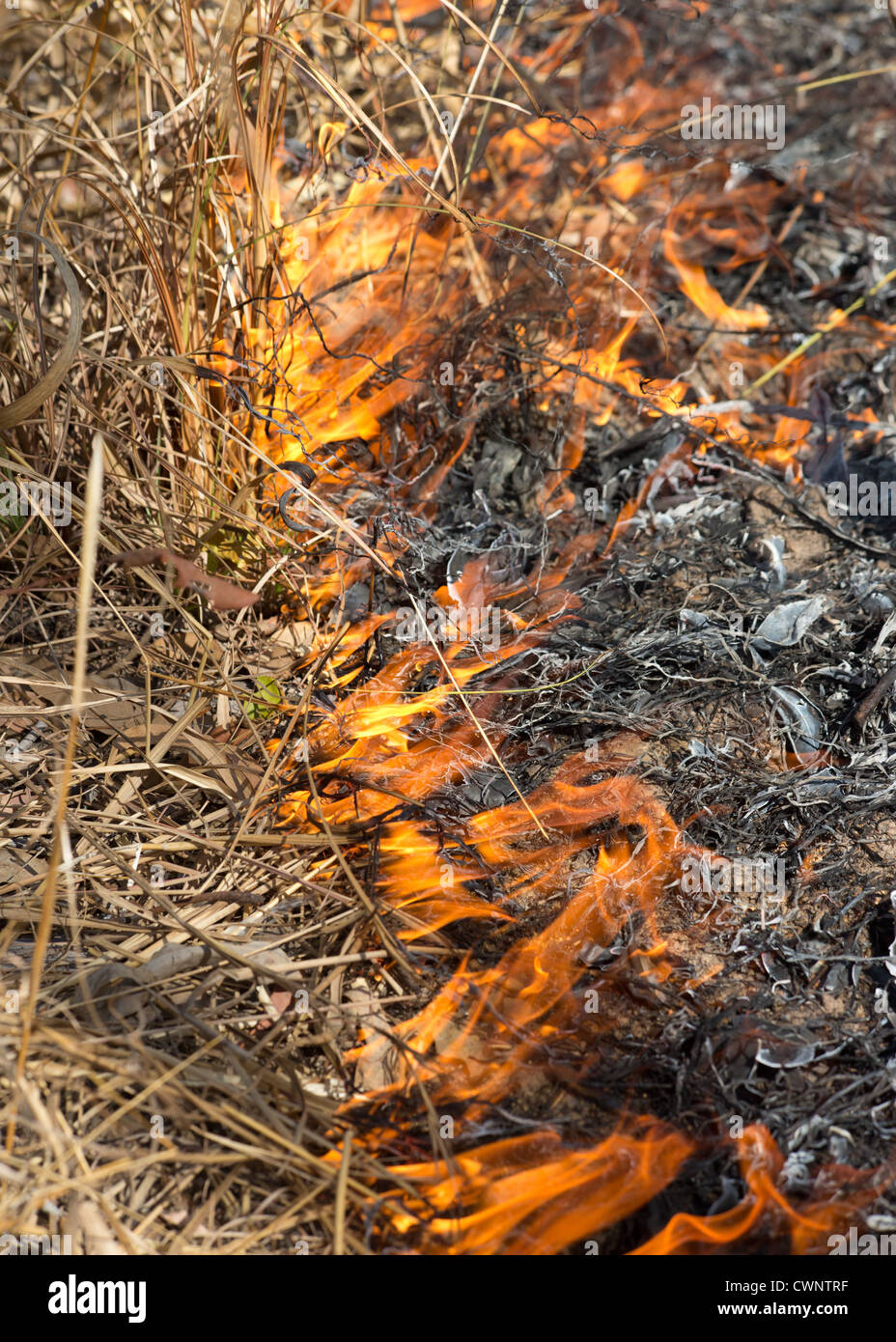 Bush y hierba de fuego ardiendo, Parque Nacional Kakadu, el Territorio del Norte, Australia Foto de stock