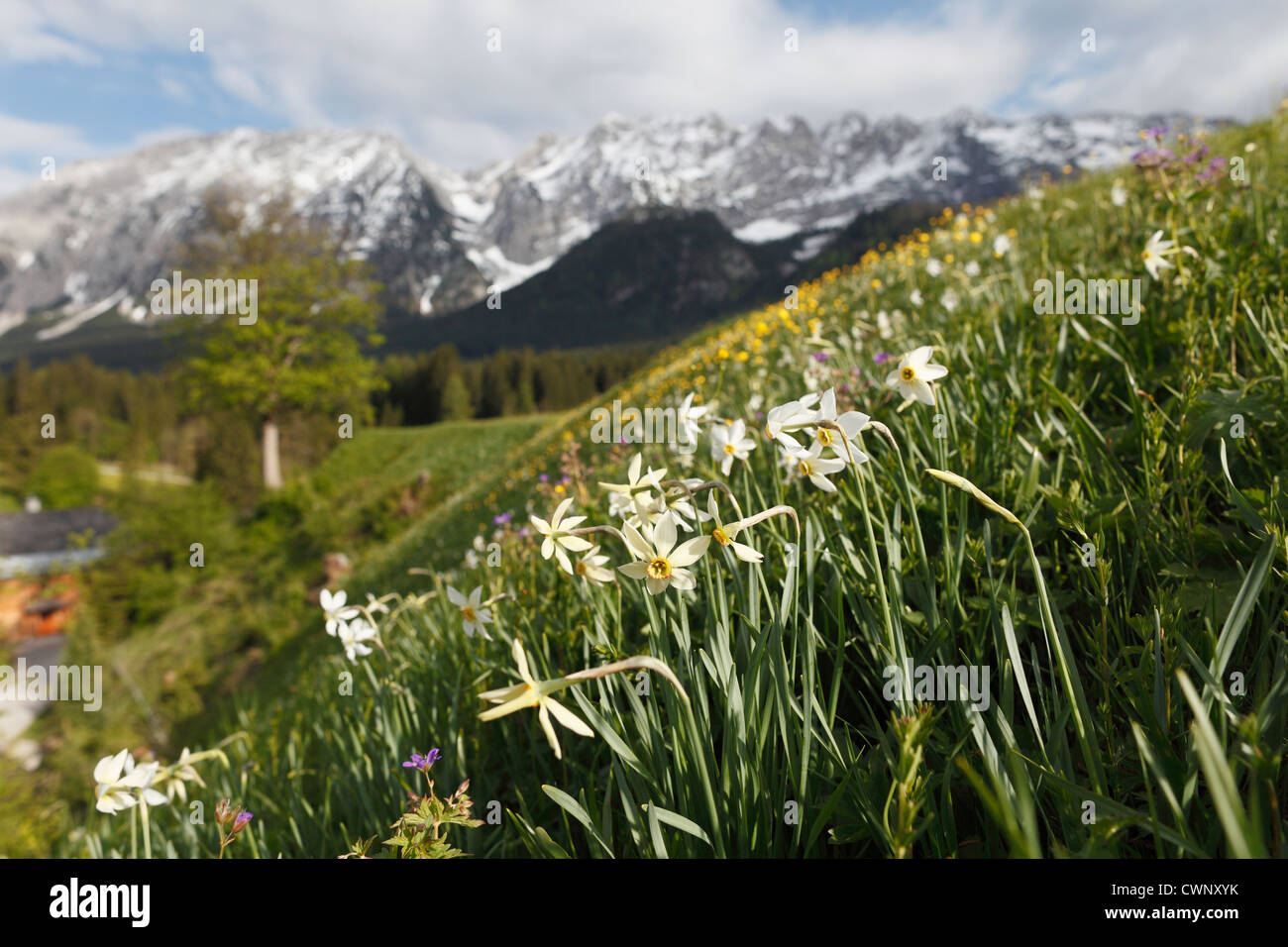 Austria, Estiria, Ausseer Tierra, Narciso flores silvestres en la pradera Foto de stock