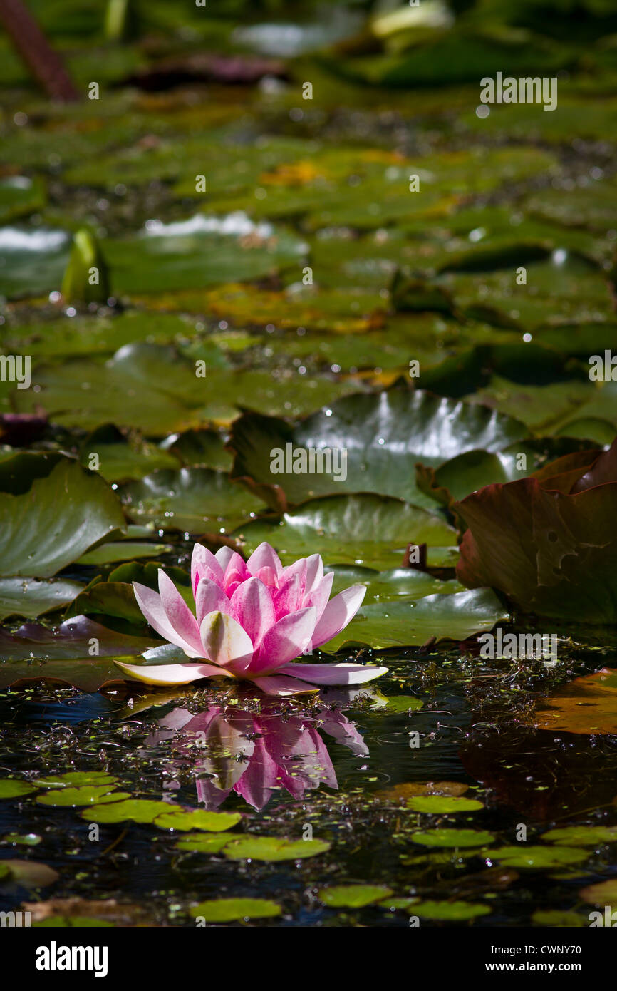 Nenúfar estanque aldea en inglés Fotografía de stock - Alamy