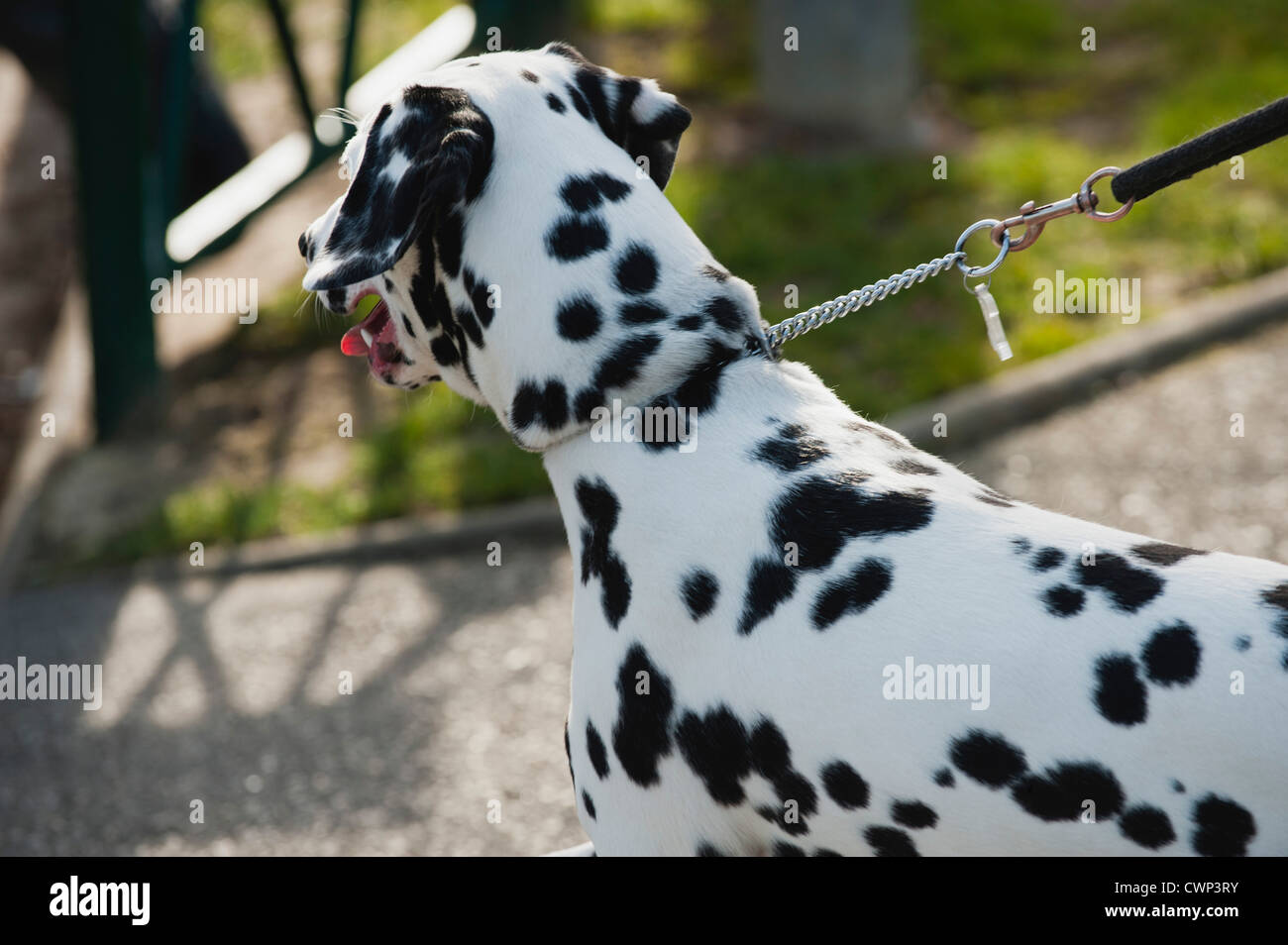 Perro dálmata para caminar Fotografía de stock - Alamy