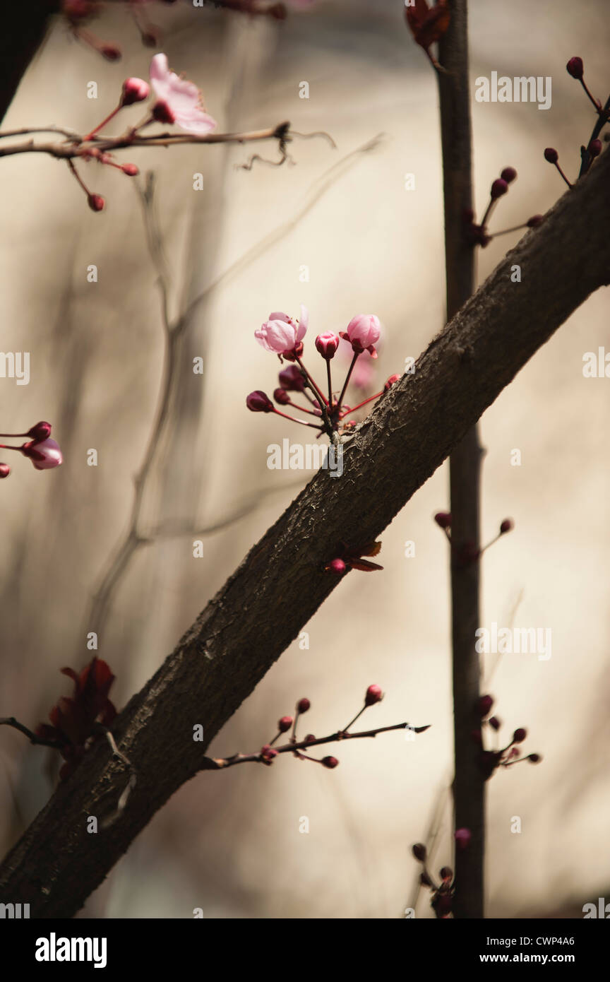 Los cerezos en flor en la rama de apertura Foto de stock