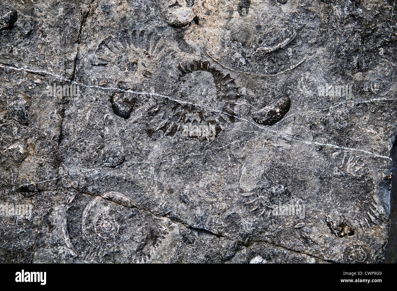 Rastros de fósiles de ammonites en piedras sobre la playa en Lyme Regis, Dorset, Reino Unido Foto de stock