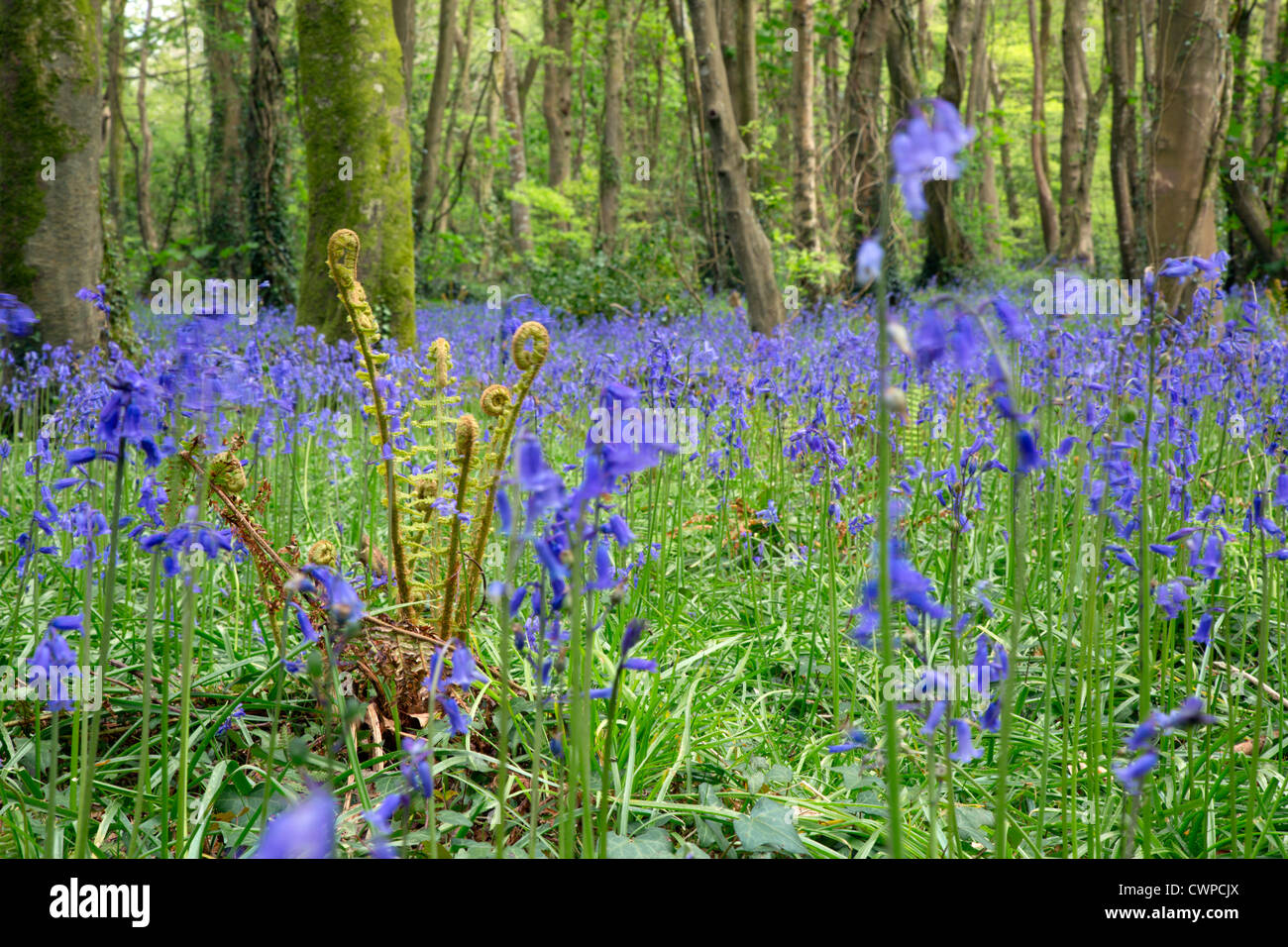 Las campánulas azules; Hyacinthoides non-scripta; Pendarves Wooods; Cornwall; Reino Unido; primavera Foto de stock