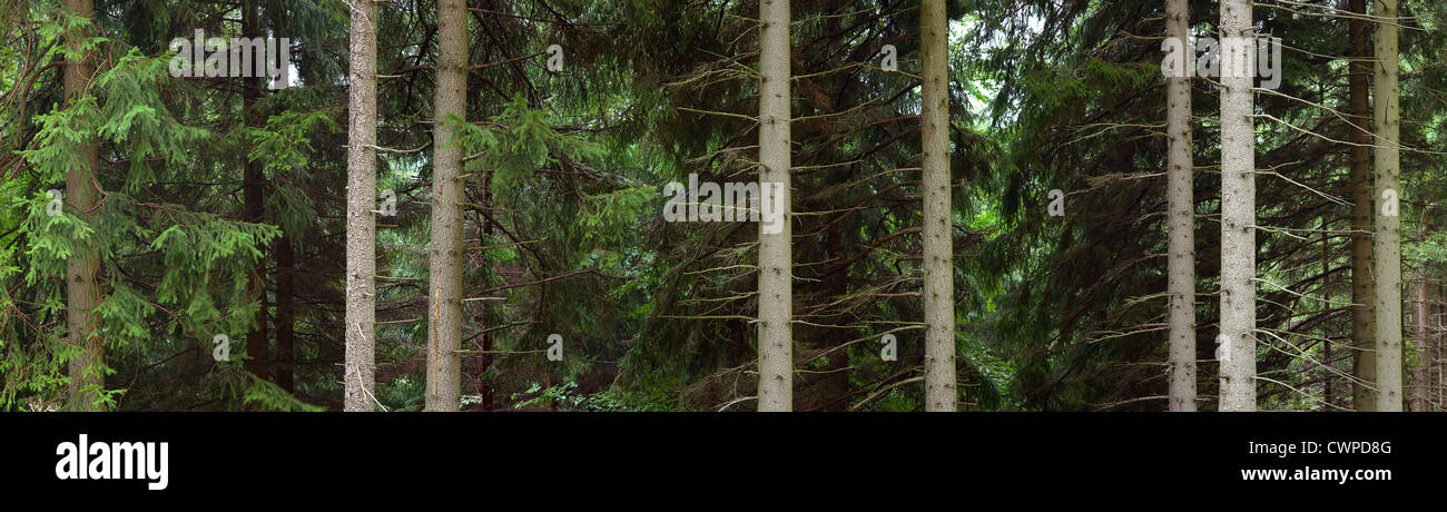Los troncos de los árboles en el bosque, vista panorámica Foto de stock