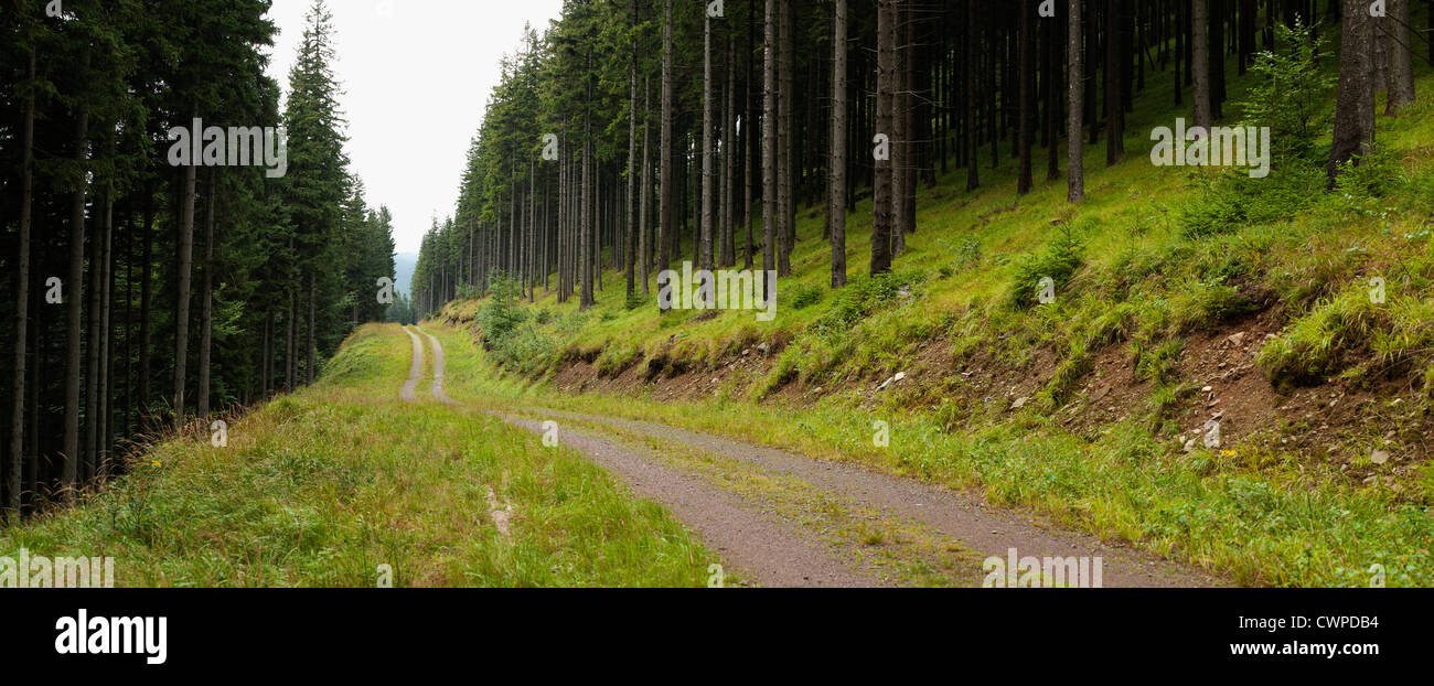 Panorama de carretera de montaña en el bosque de coníferas Foto de stock