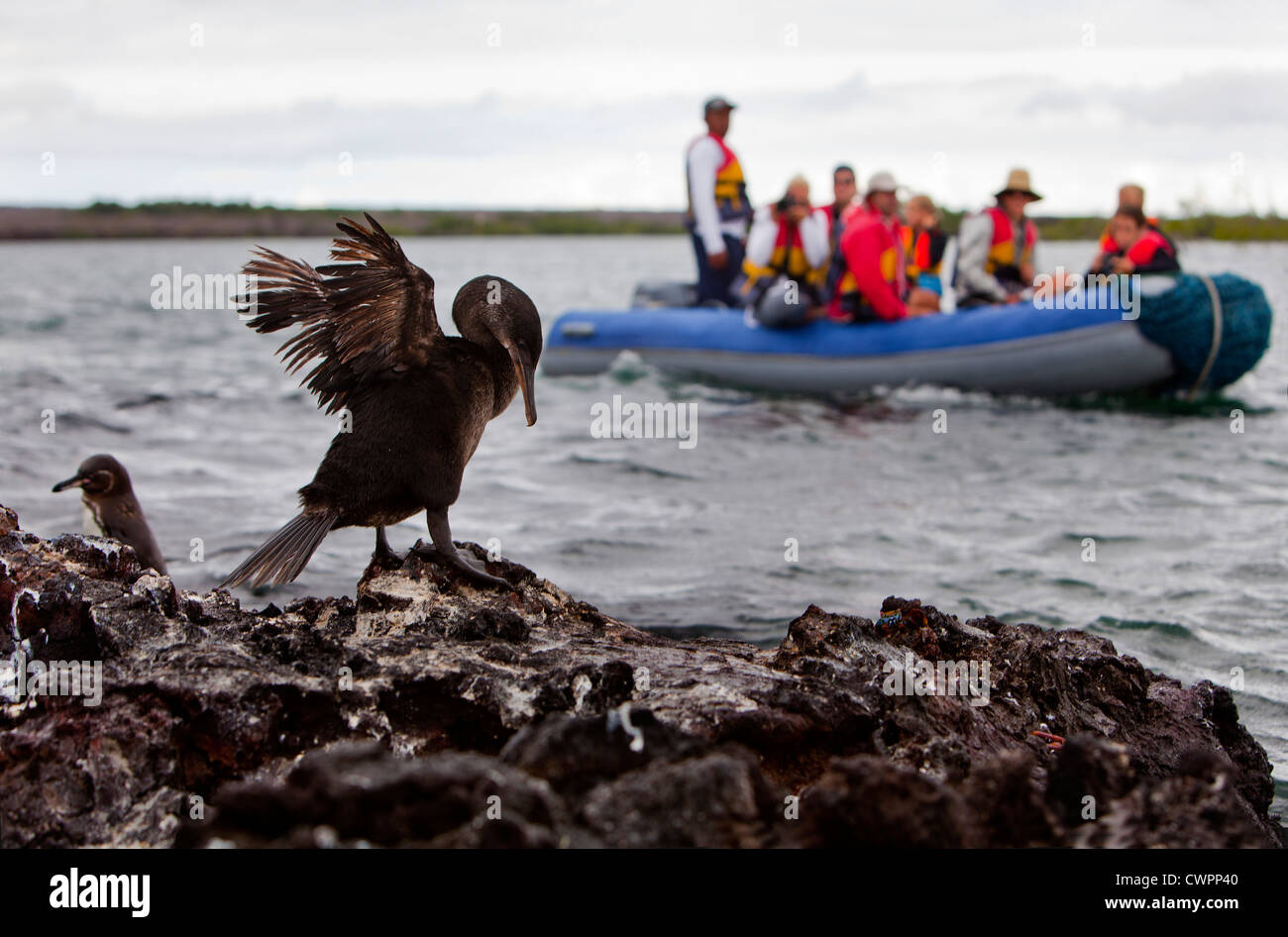 Grupo de Tour Observación de aves, Galápagos Foto de stock
