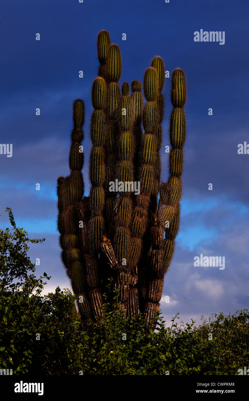 Candelabra cactus galapagos fotografías e imágenes de alta resolución