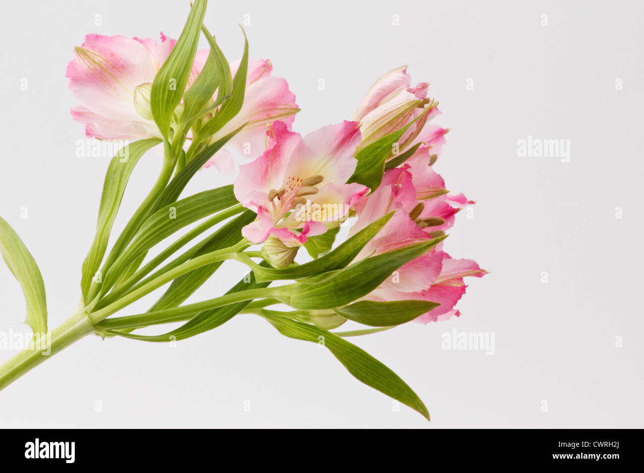 Freesia rosa flores sobre fondo blanco Fotografía de stock - Alamy