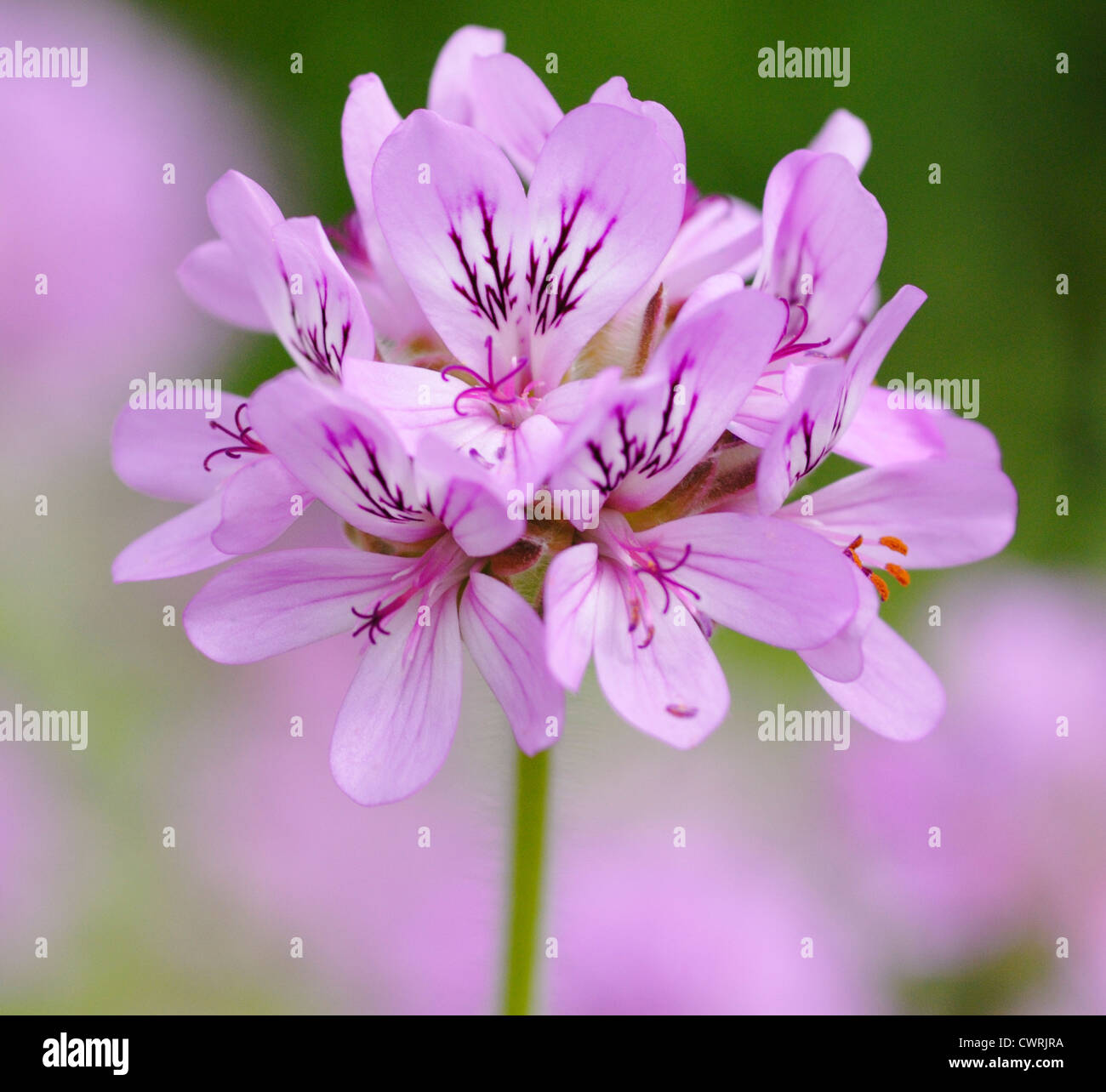 Racimo de flor morada fotografías e imágenes de alta resolución - Alamy Racimo de flor morada fotografías e imágenes de alta resolución - Alamy