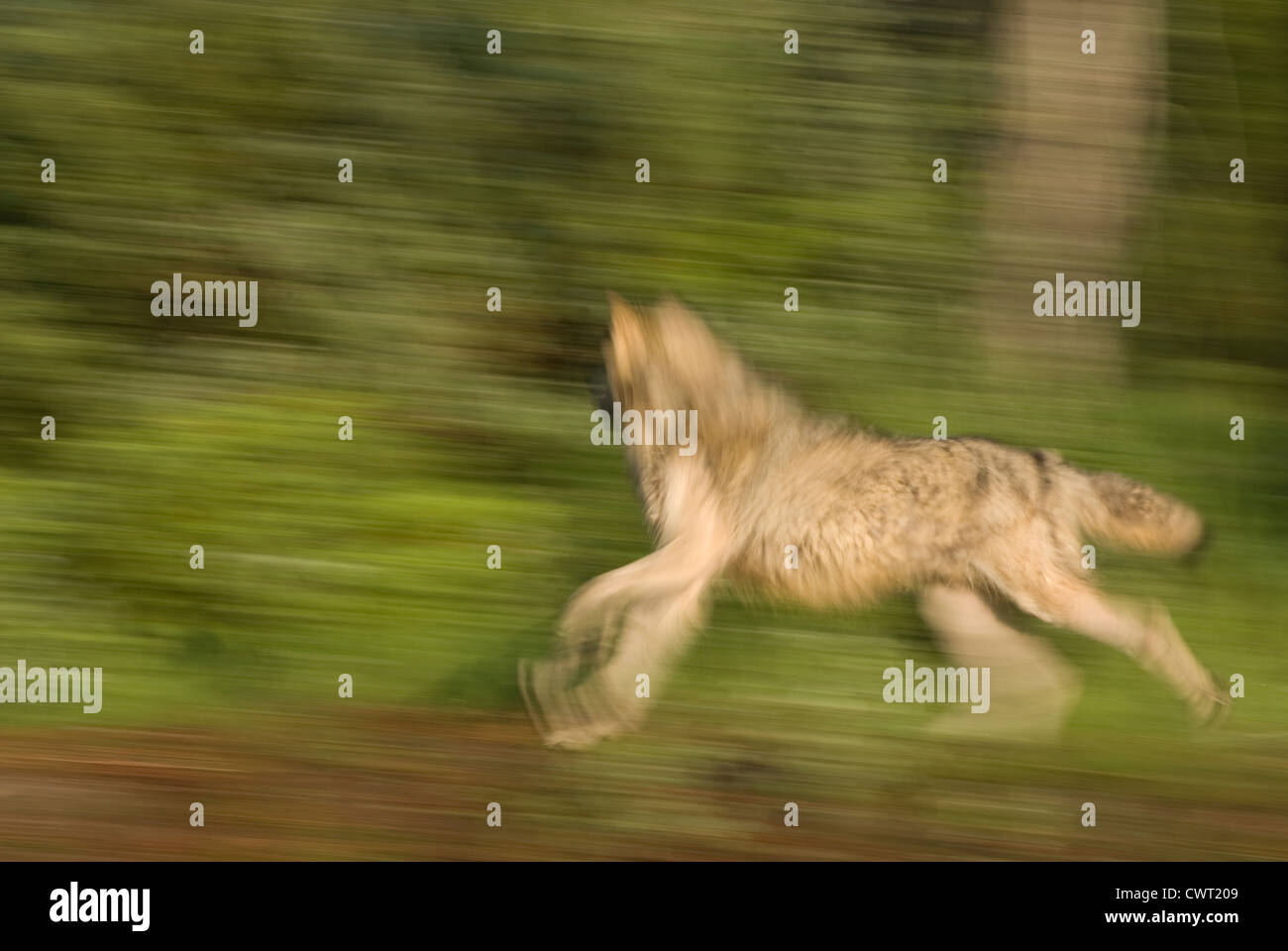 Imagen panorámica de la ejecución de un lobo Foto de stock