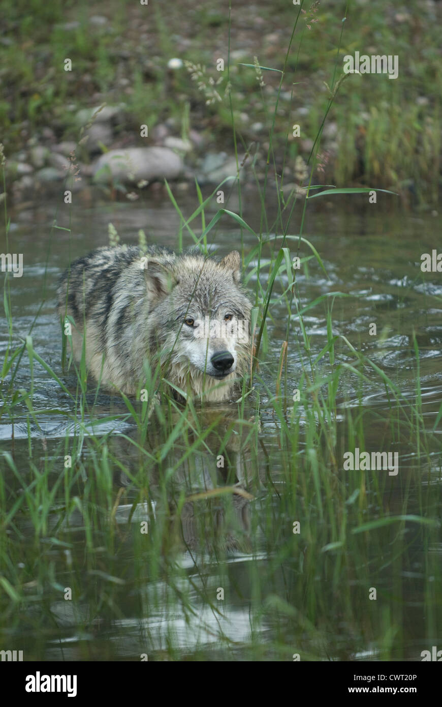 Wolf vadeando a través del agua de un estanque poco profundo Foto de stock