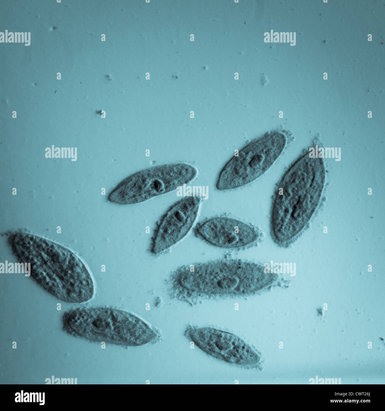 Micrografía de microscopía animal, conjugación de la paramecio caudatum, ampliación 100X Foto de stock