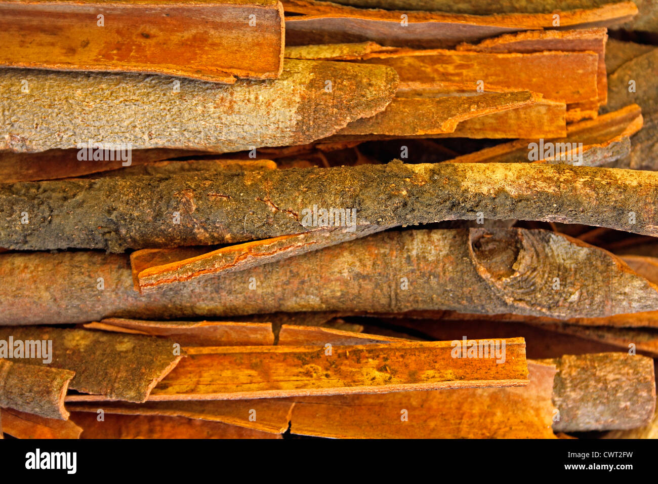 True cinnamon viene desde el interior de la corteza de un árbol llamado