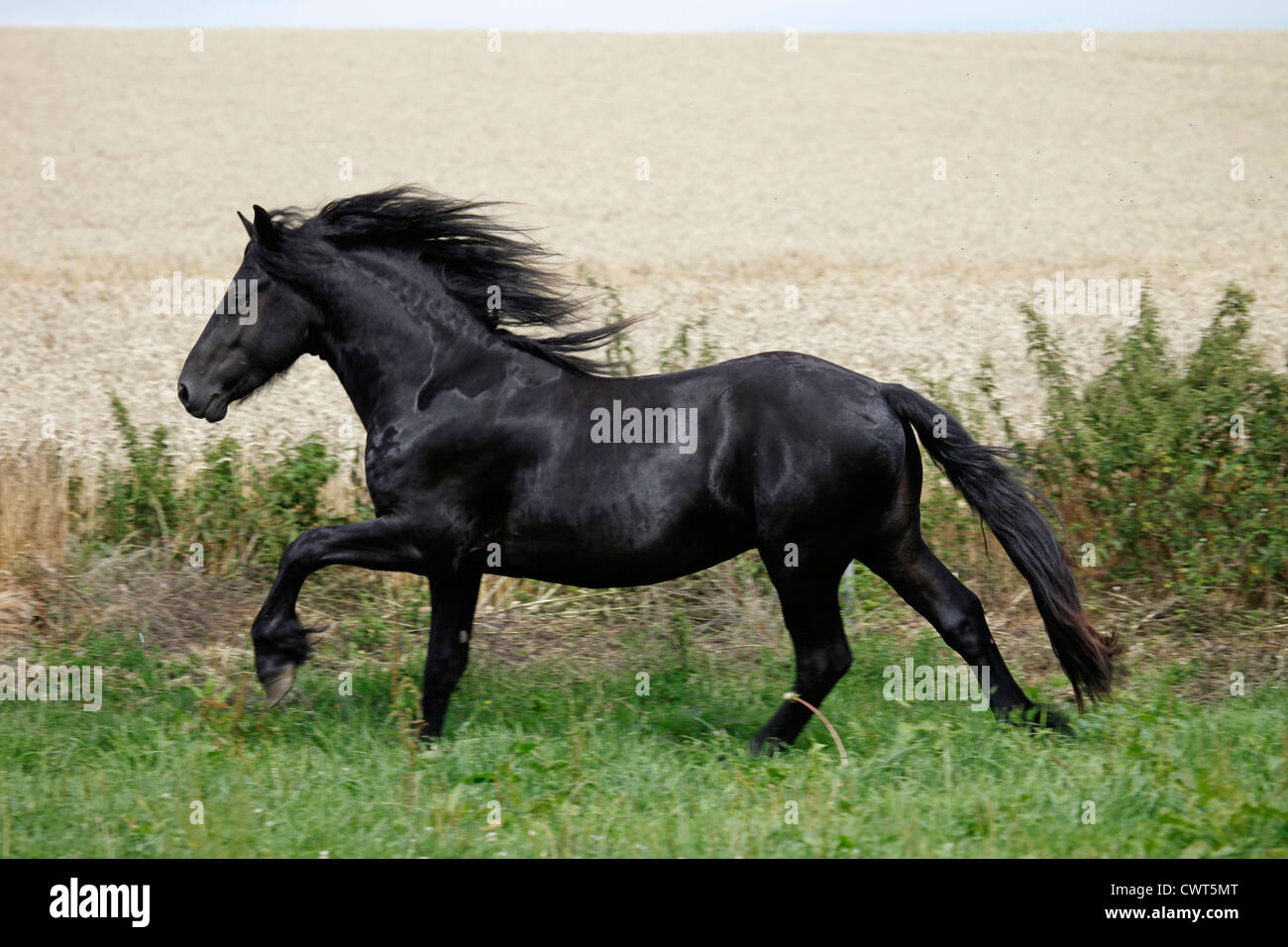 Junger Friesenhengst / Friesian caballo semental joven Foto de stock