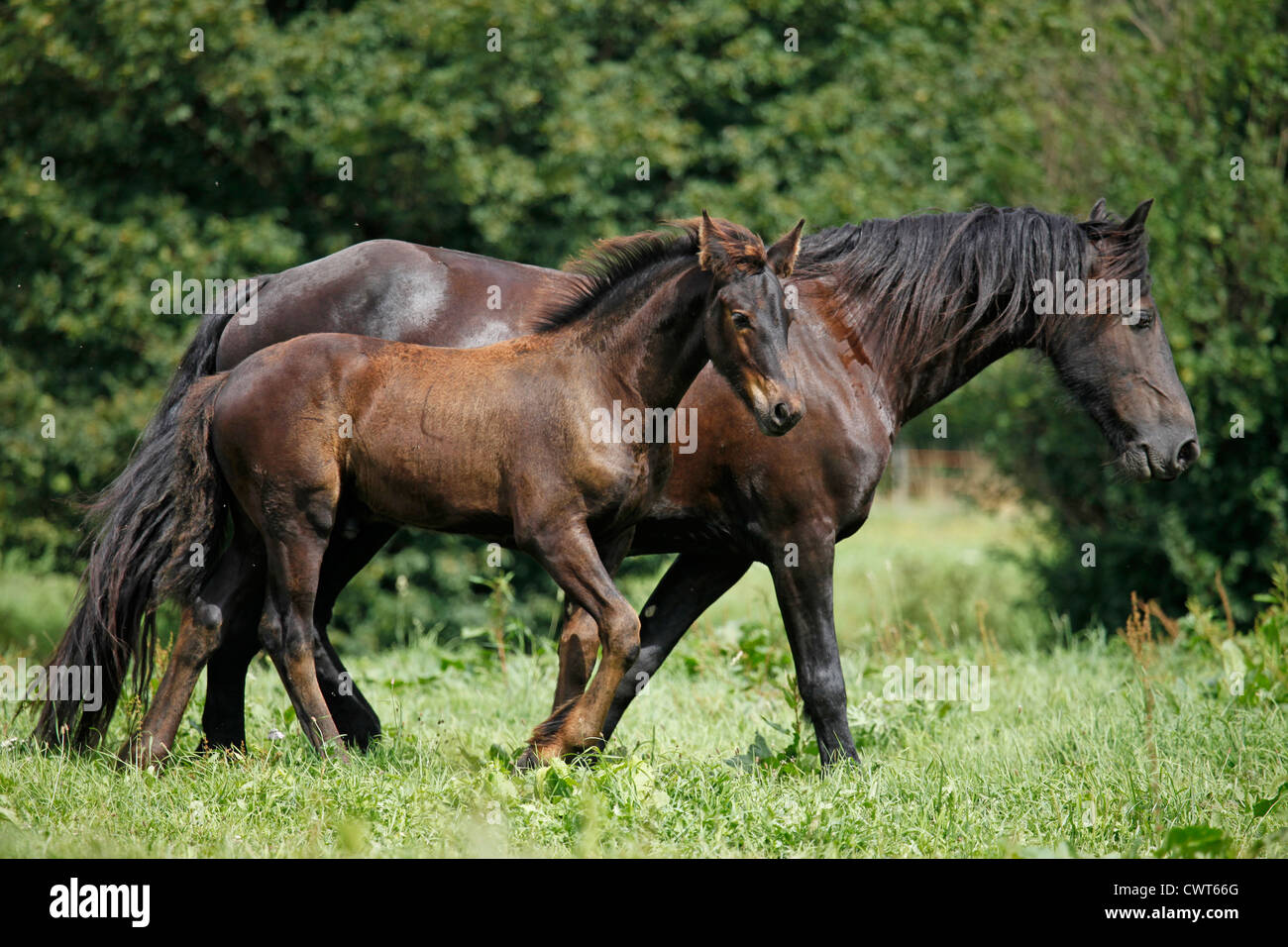 Friesen / Friesian Caballos Foto de stock