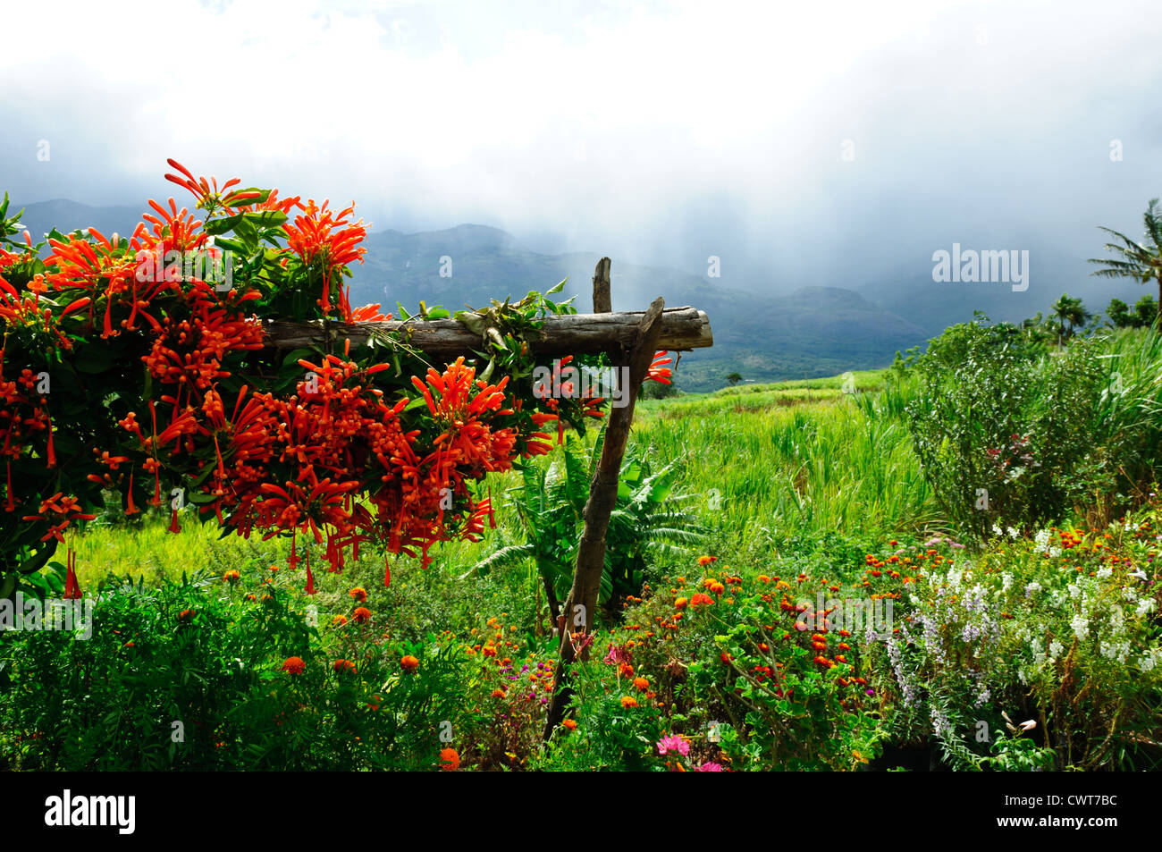 Jardín de flores Munnar Kerala, India Foto de stock