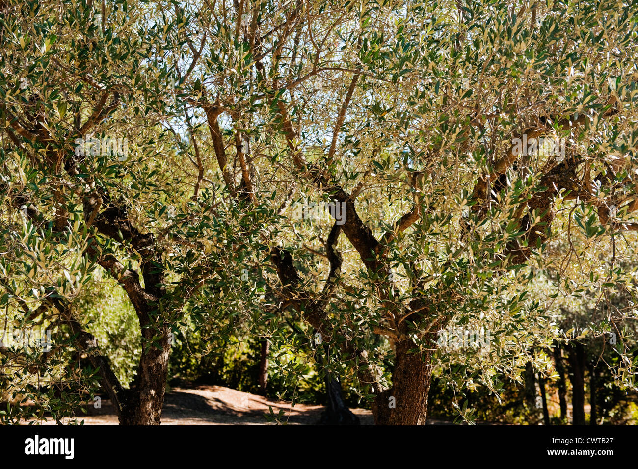 Olivos en un soleado jardín en Provence, Francia, Europa Foto de stock