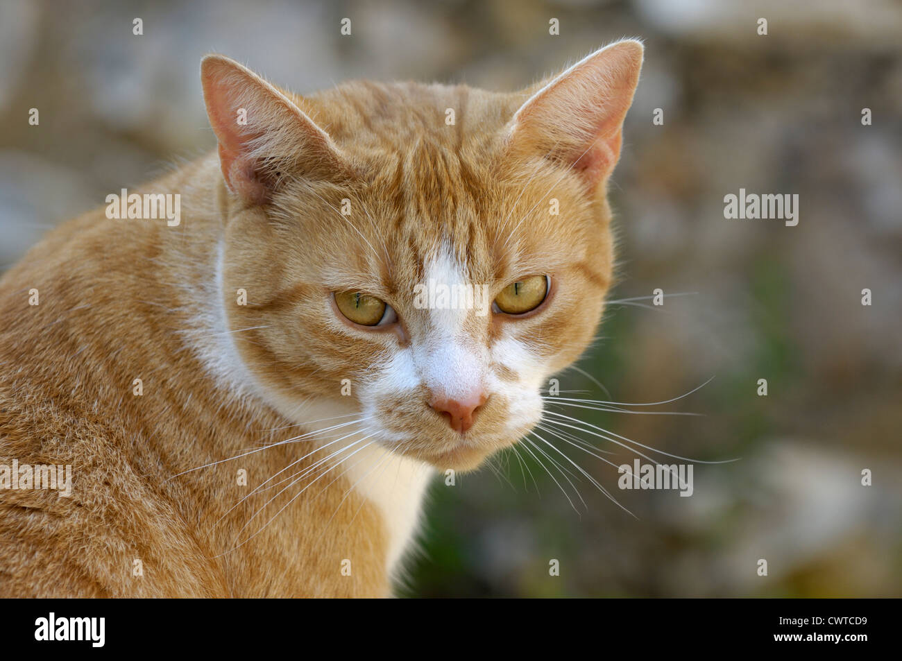 Un ginger cat viendo con oídos atentos Foto de stock