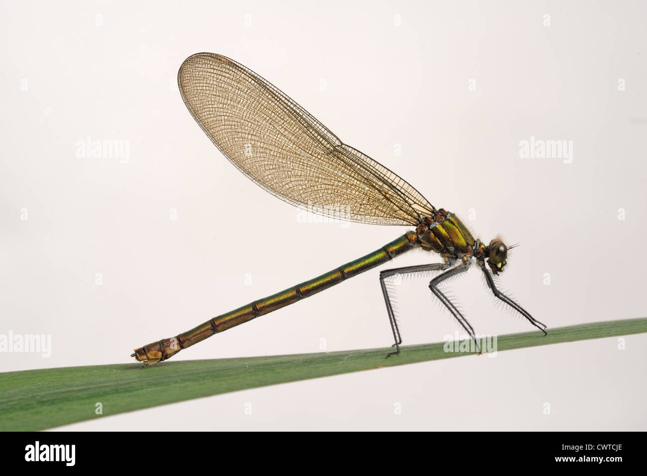 Hermosa demoiselle (Calopteryx virgo) hembra dragonfly en una hoja Foto de stock