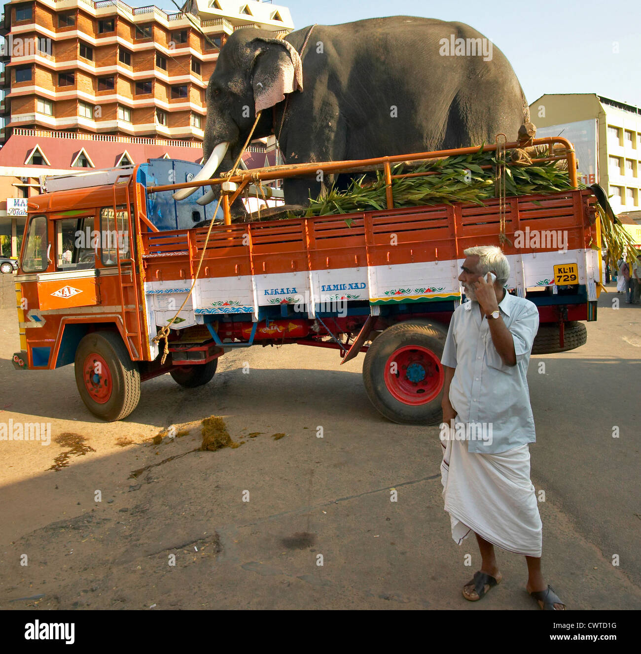 un-elefante-llega-en-un-camion-para-el-festival-en-calicut-india-y-un-hombre-con-telefono-movil-cwtd1g.jpg