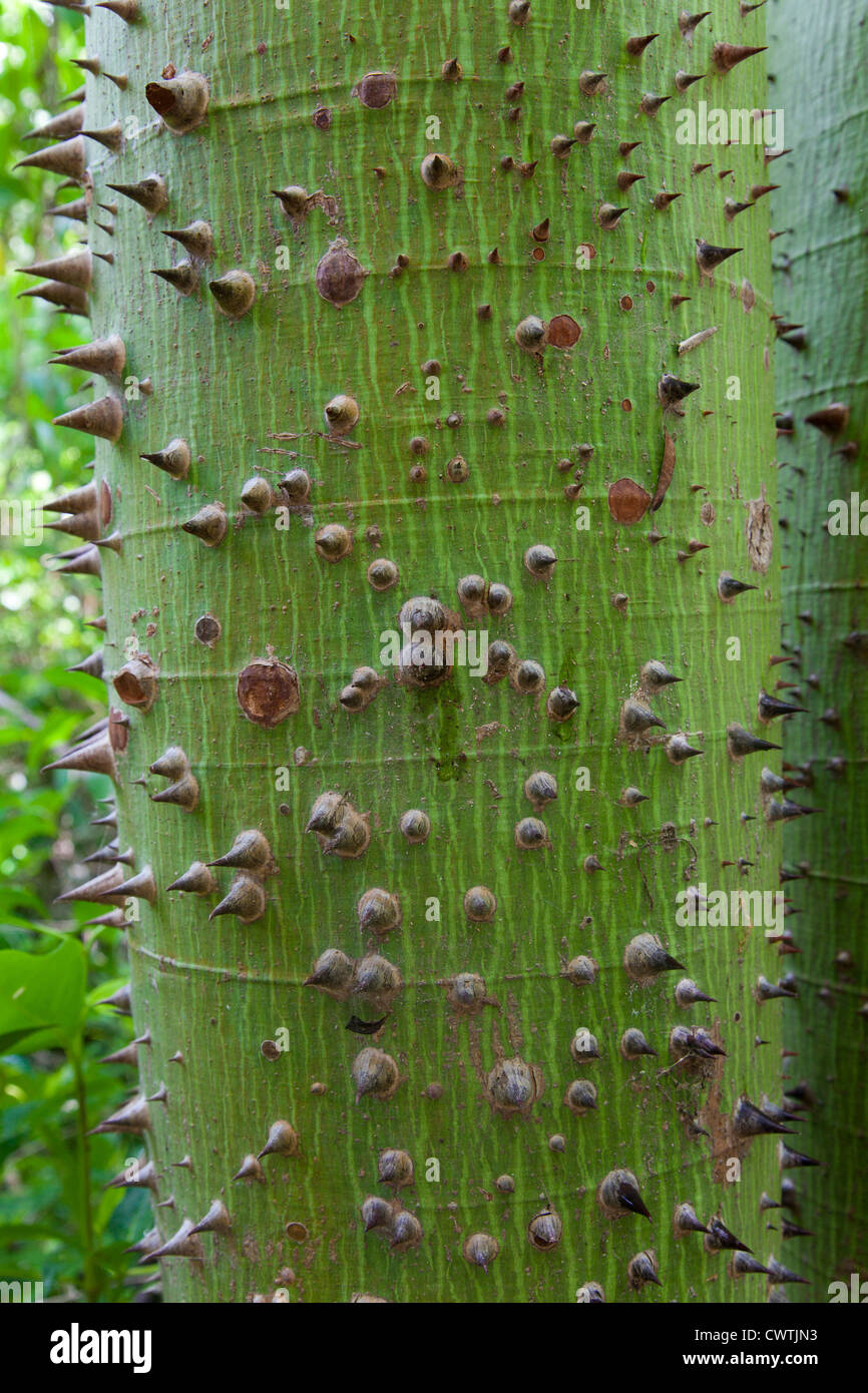 El tronco de un árbol de Ceiba Sagrada joven cubierto de espinas para  protegerlo de los animales en la entrada a Tulum, México Fotografía de  stock - Alamy