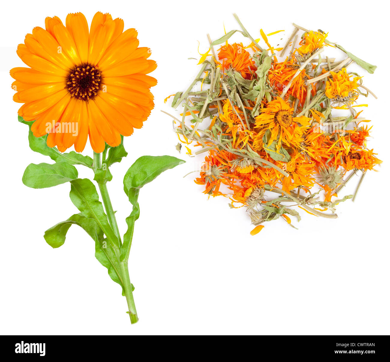 Planta medicinal. Calendula Fotografía de stock - Alamy