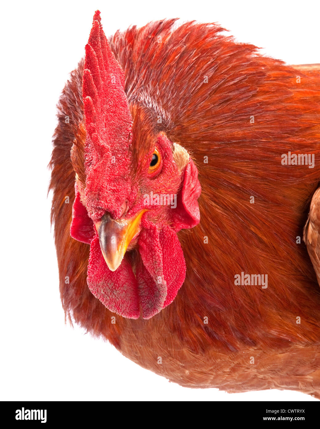 Red Rooster closeup de aves de granja en blanco Foto de stock
