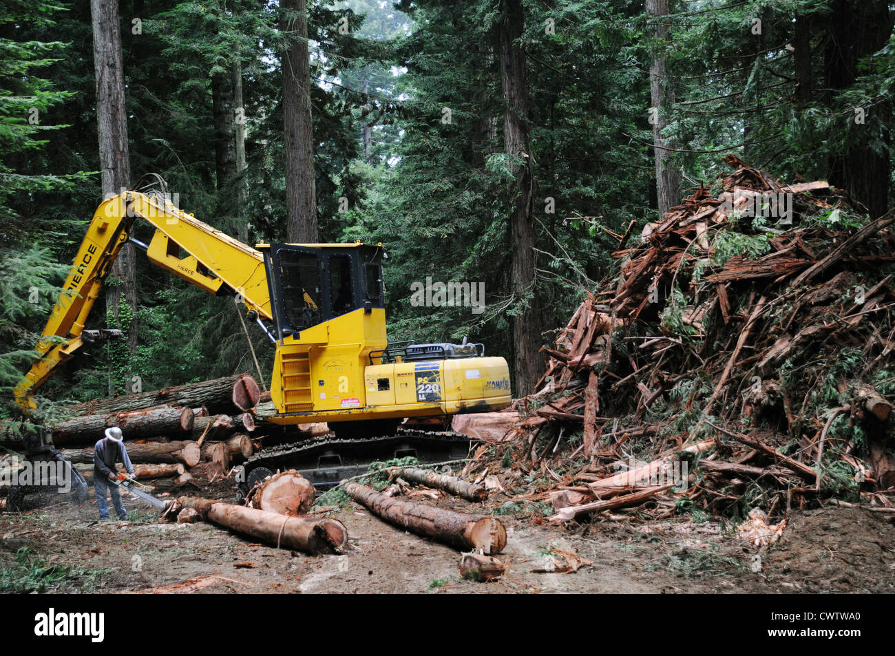 La tala y corte de árboles más altos del mundo, las secuoyas gigantes en los bosques de secoyas de California del Norte Foto de stock