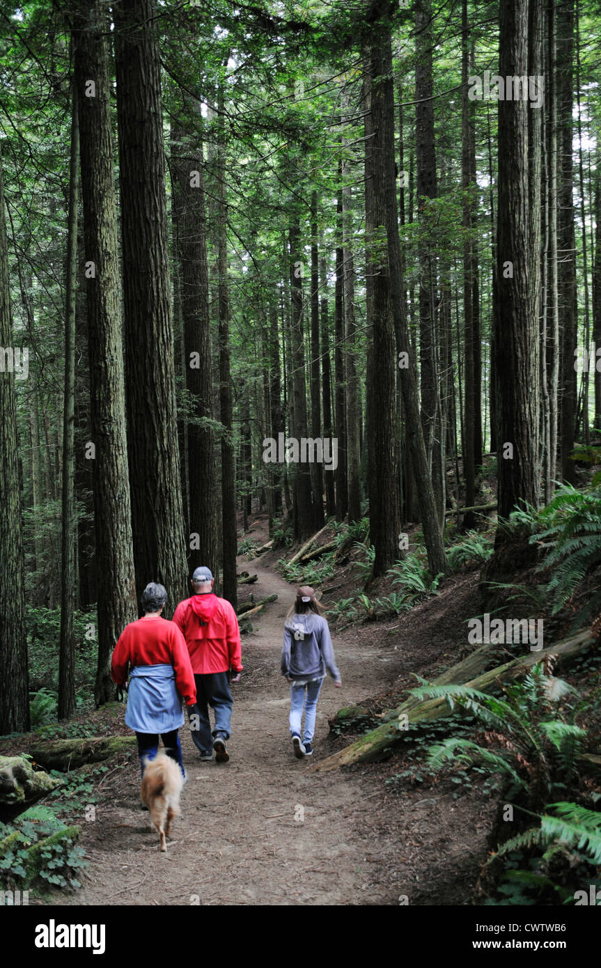 Familia con perro caminando a través de los árboles más altos del mundo, las secuoyas gigantes en bosques de secoyas de California del Norte Foto de stock