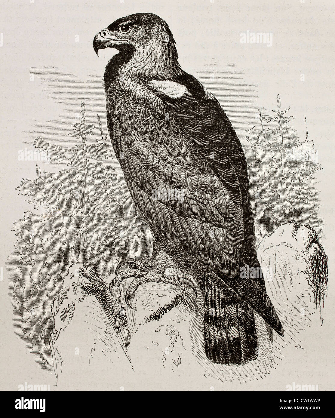 Ilustración antigua de Golden Eagle Foto de stock