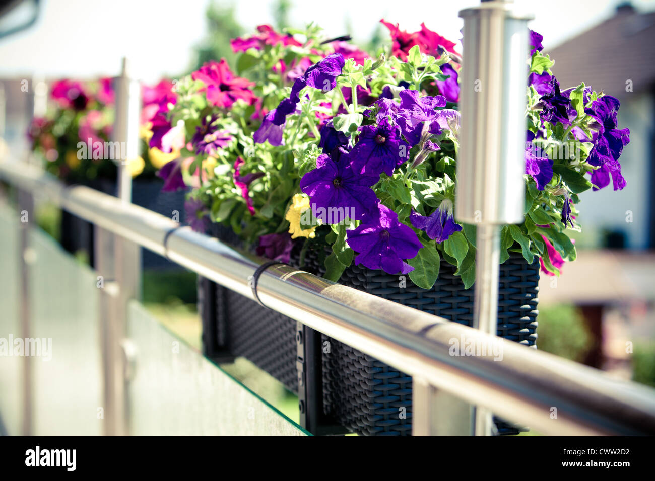Petunias en maceta de flores en el balcón Foto de stock
