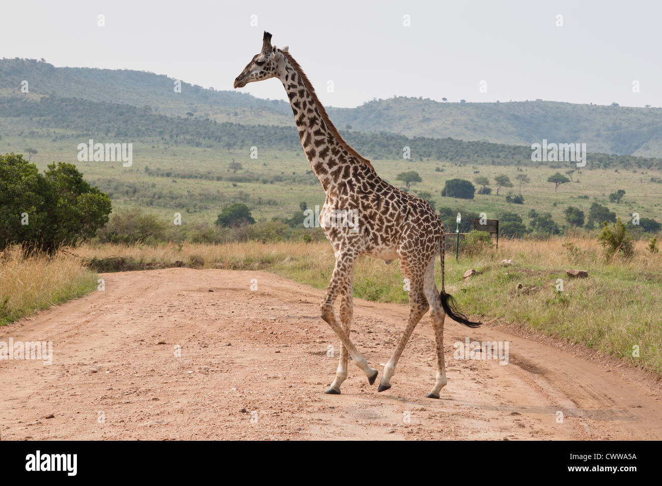 Jirafa - Masai Mara, Kenya Foto de stock