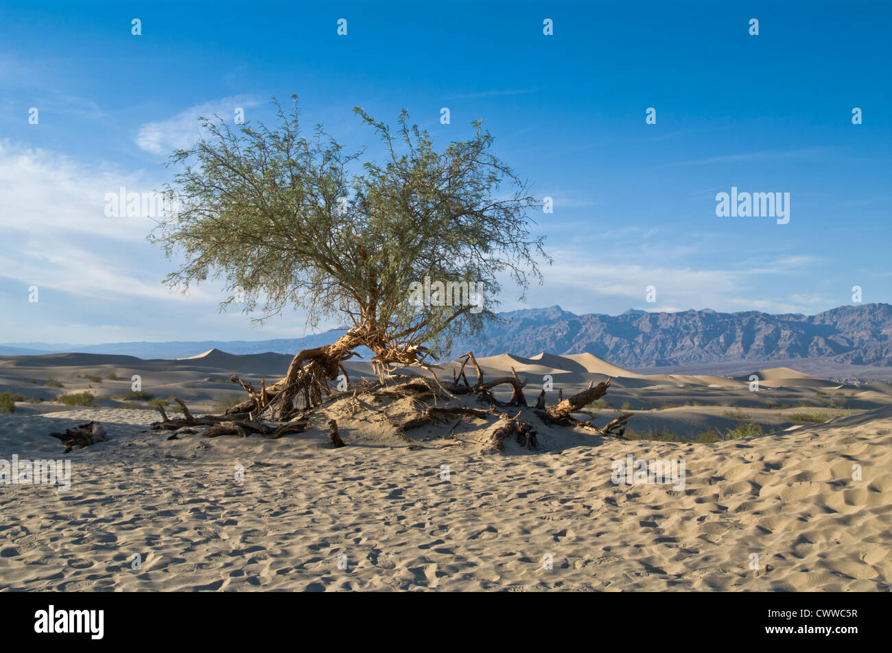 Retorcido árbol en el desierto del Valle de la muerte Foto de stock