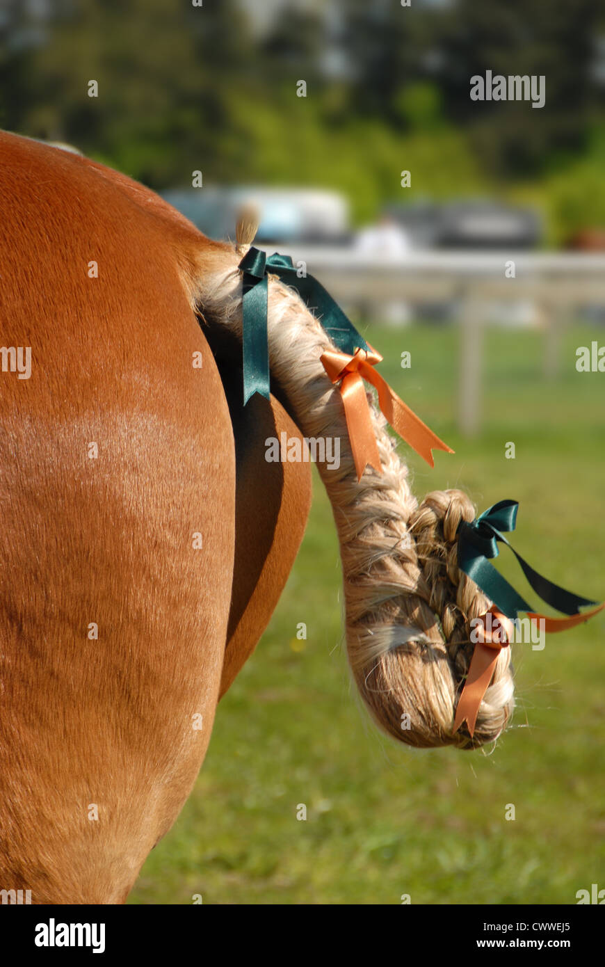 Suffolk caballo pesado con cola trenzada Foto de stock