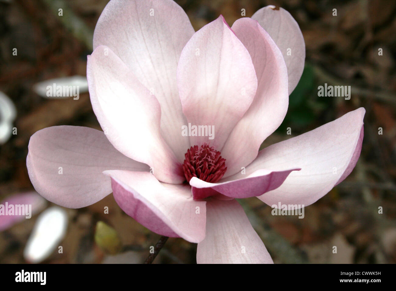 Magnolias cuadros fotografías e imágenes de alta resolución - Alamy