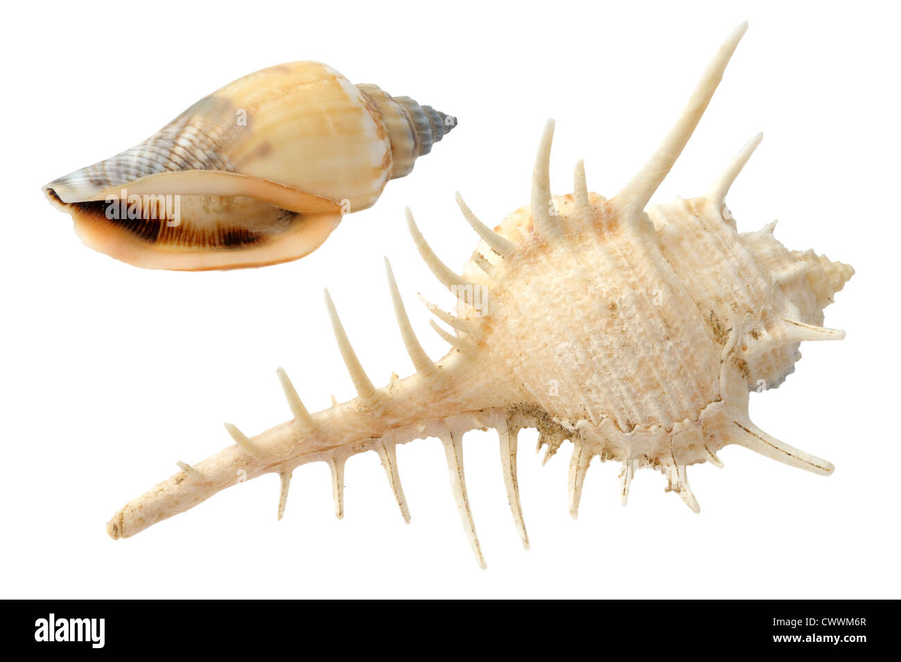 Dos tipos de conchas de mar sobre un fondo blanco shell, mar, almeja, aislado Foto de stock