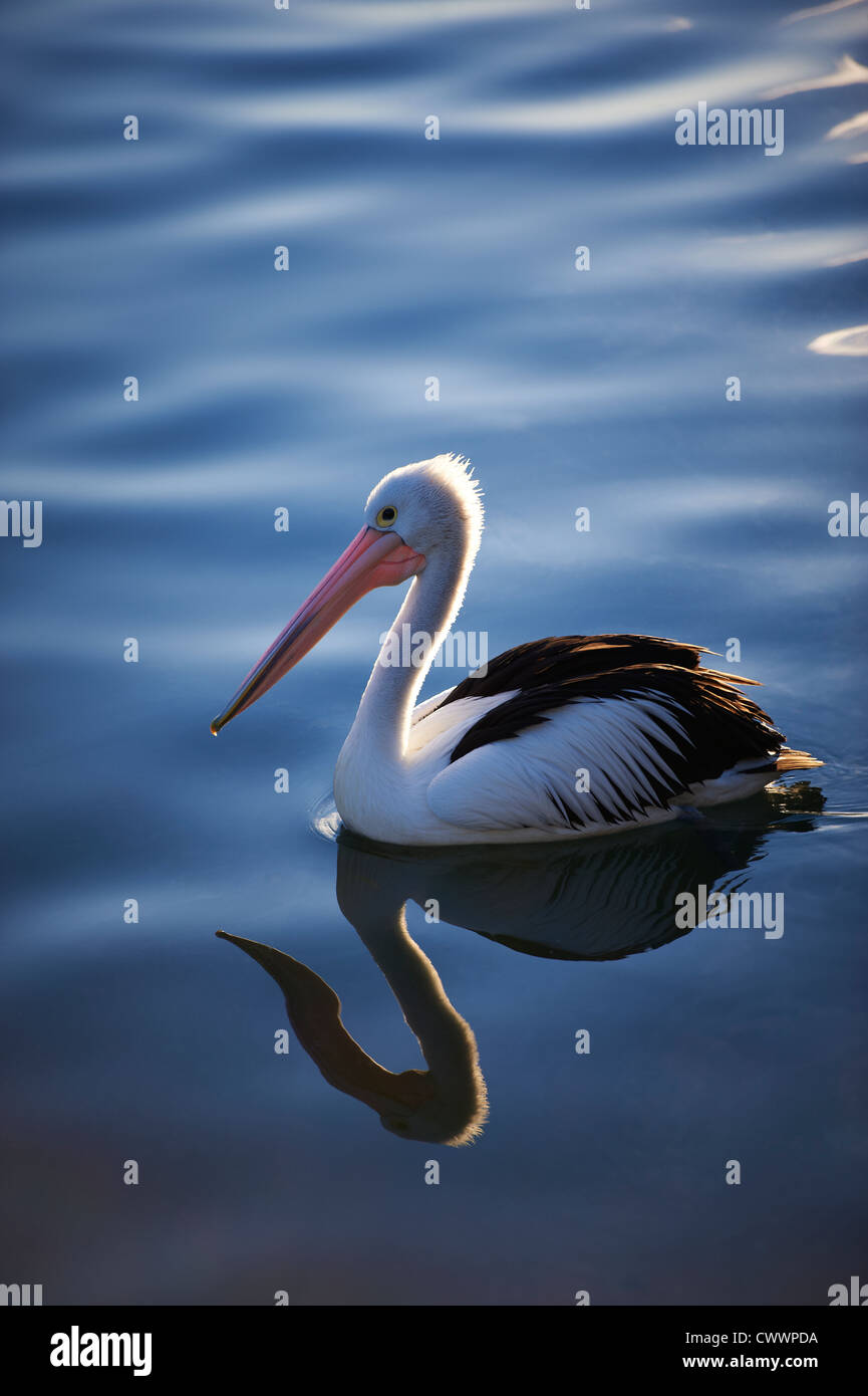 Pelican bañado en la luz de la tarde Foto de stock